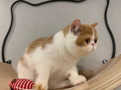 -飞行喵MR PILOT|猫舍·猫咖(静安大融城店)