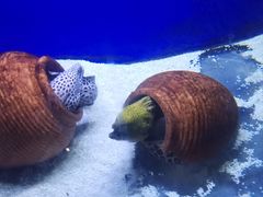 -江和美海洋公园