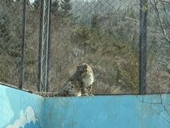 -青藏高原野生动物园