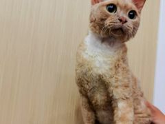 -瑞派蒂凯宠物医院·心脏科·口腔科·皮肤科