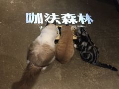 -咖法森林·咖啡  酒吧(天河店)