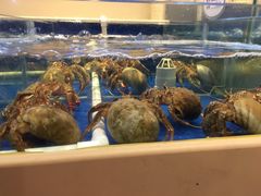 寄居蟹-大连湾旭日饭店(大连湾店)