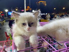 -中北世纪城夜市小吃街CENURY CITY