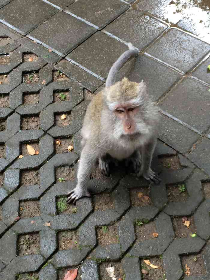 圣猴森林街-"sangeh monkey forest."-大众点评移动版