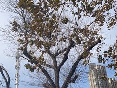 -卫鼎轩·曹公馆(鼓楼店)