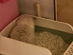 -欣宠猫屋·矮脚拿破仑·蓝金金渐层