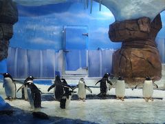 -海合安成都极地海洋公园