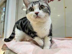 -COLOR PETS 撸猫馆·购猫·猫咖(长风大悦城店)