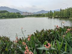 -飞来湖湿地公园