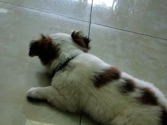 -仁华宠物医院(青羊店)