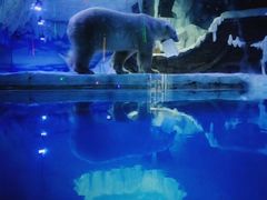 -芜湖新华联大白鲸海洋公园