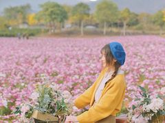 -天适樱花悠乐园