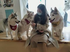 -Husky Go! 哈士奇体验馆·宠物咖啡厅狗咖