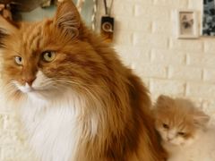 -平行世界·猫咖(首经贸店)