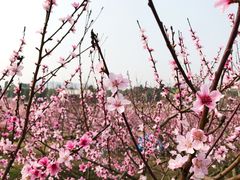 -秀丽东方