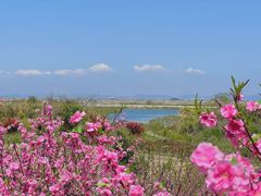-桃花岛风景旅游区