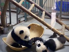 景点-成都大熊猫繁育研究基地