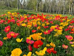 -上海滨江森林公园
