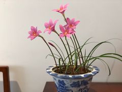 -和善堂茶室(崂山店)
