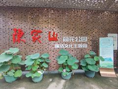 -陈家山荷花公园