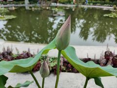 -莲花池公园