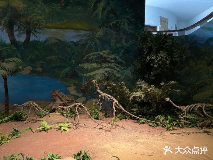 自贡恐龙博物馆图片