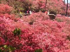 -木兰云雾山