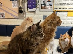 -平行世界·猫咖(首经贸店)