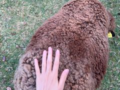 -神户市立六甲山牧场