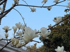 -徐家汇源景区-衡山公园