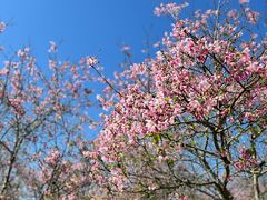 -天适樱花悠乐园