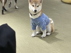 -逗柴咖啡屋·狗咖猫咖宠物桌游