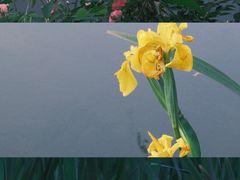 -洋湖国家湿地公园