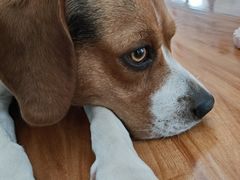 -宠福鑫康馨动物医院·骨科·眼科