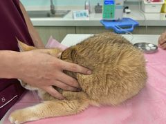 -北京观赏动物医院·24小时大型综合·猫专科·异宠专科