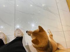 -柴源莊·柴小宠柴犬咖啡