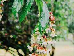 -莫里热带雨林景区