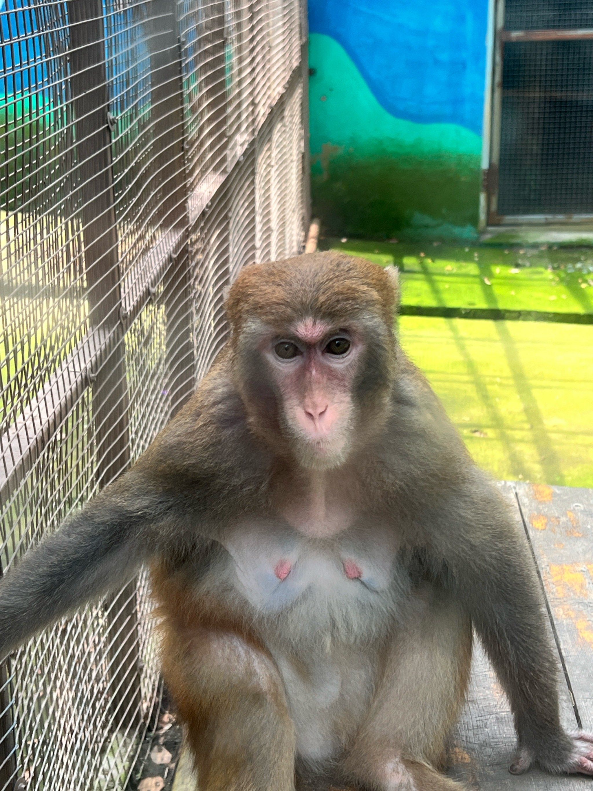 辽阳龙鼎山动物园 抱小狮子啦03