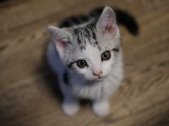 -欣宠猫屋·矮脚拿破仑·蓝金金渐层