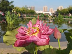 -莲花池公园