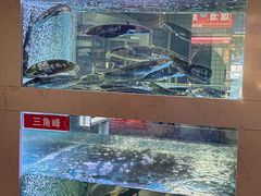 -石锅苗苗鱼(武汉首店)