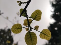 -香山公园