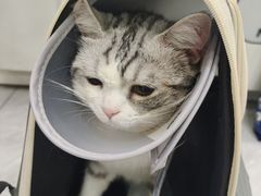 -唐小姐の猫狗洗护·购宠旗舰店(周浦万达店)