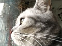 -海边的猫和咖啡馆