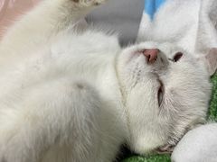 -飞行喵MR PILOT|猫舍·猫咖(静安大融城店)