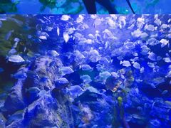 -太平洋海底世界