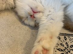 -平行世界·猫咖(首经贸店)