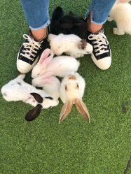 -萌宠亲子动物乐园(槐房万达店)