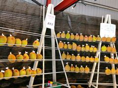 -都念榴莲·城市榴莲