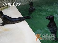 海豹-绿色时代大酒店